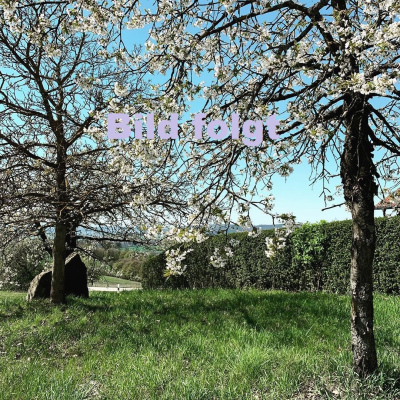 Phaseliahonig 500g